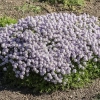 Macierzanka kaskadowa Longicaulis – Thymus longicaulis, bylina okrywowa kwitnienie